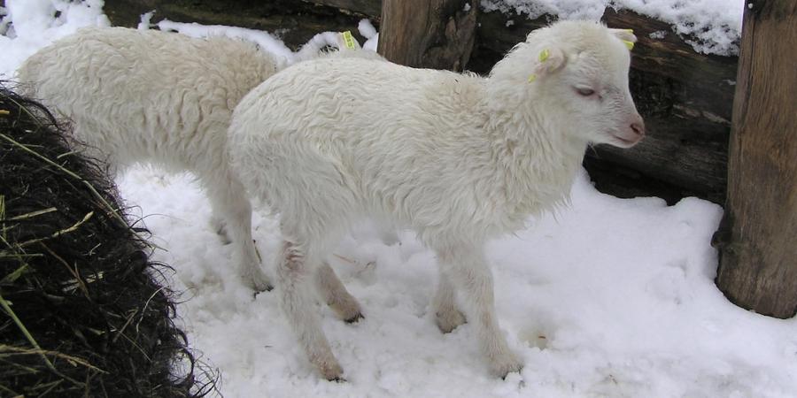 Lämmer im Museumsdorf Düppel im Winter