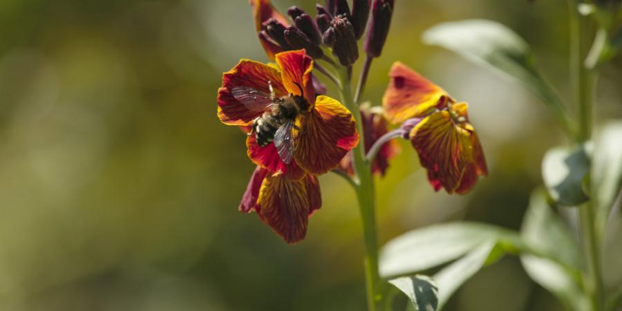 Biene auf Blüte