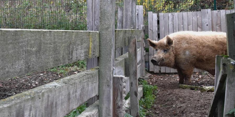 Braucht ein neues Gehege: Wollschwein-Eber James.