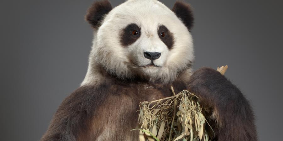 Präparat des Pandas „Tien Tien“