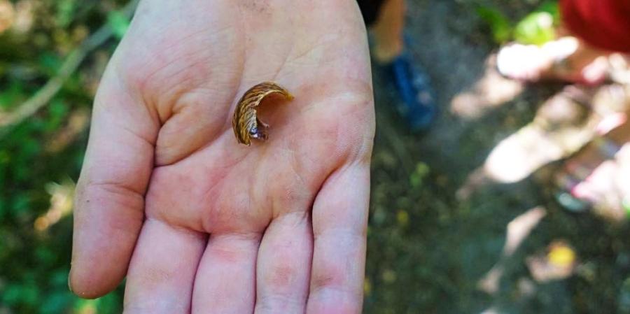 Auf der Hand präsentiertes lebendiges Fundstück