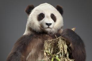Foto des präparierten Großen Pandas „Tien Tien“ aus dem Berliner Zoo 