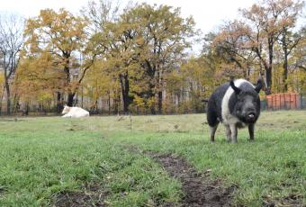 Auch auf der angrenzenden Wiese hat Molly ihren Spaß. Im Hintergrund ruht Moritz, einer von zwei Ochsen.