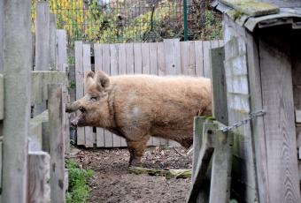 Wollschwein-Eber James ruft nach seinen zwei Damen. 