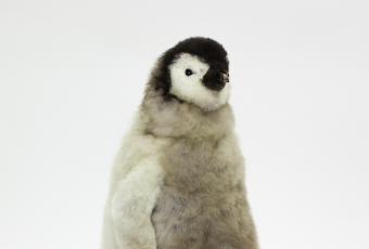 Kaiserpinguinküken, Aptenodytes forsteri © Stadtmuseum Berlin
