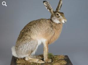 Feldhase (Lepus europaeus), 1996 © Stadtmuseum Berlin