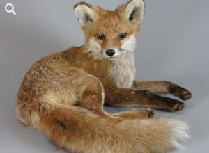 Junger Rotfuchs (Vulpes vulpes), Tierpräparat, 1990 © Stadtmuseum Berlin