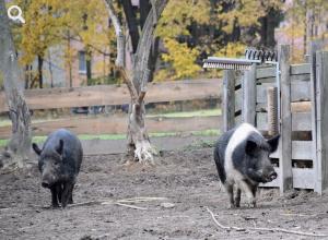In Düppel geboren: die Weideschweine Greta und Molly.
